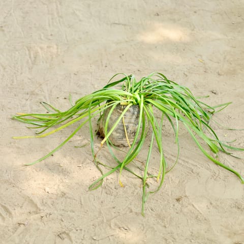 Rain Lilly in 4 Inch Nursery bag