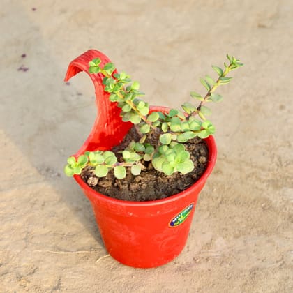 Buy Jade Plant in 6 Inch Red Single Hook Hanging Plastic Pot Online | Urvann.com