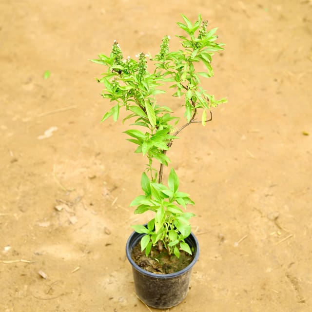 Rama Tulsi in 6 Inch Nursery Pot