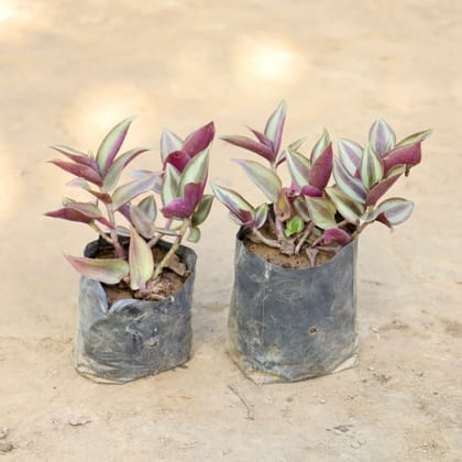 Set of 2 Wandering Jew in 4 Inch Nursery Bag