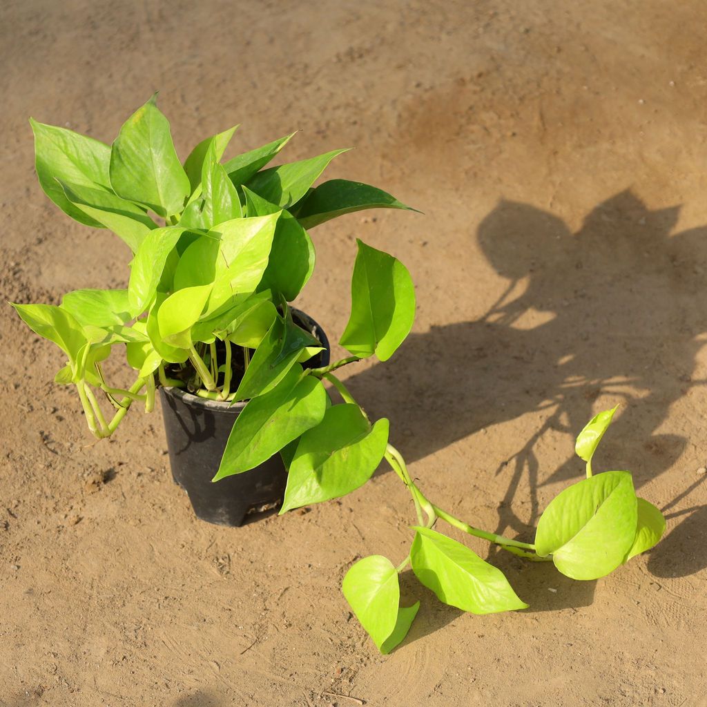 Buy Money Plant Golden in 6 Inch Nursery Pot Online | Urvann.com Money Plant Golden in 6 Inch Nursery Pot
