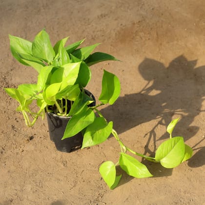 Buy Money Plant Golden in 6 Inch Nursery Pot Online | Urvann.com
