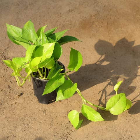 Money Plant Golden in 6 Inch Nursery Pot