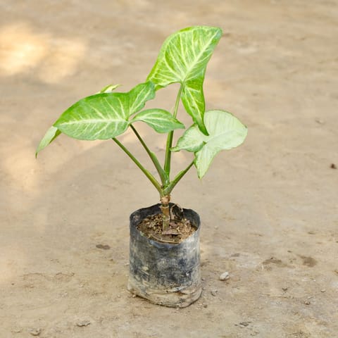 Free Gift - Syngonium in 4 Inch Nursery bag - Flash Sale