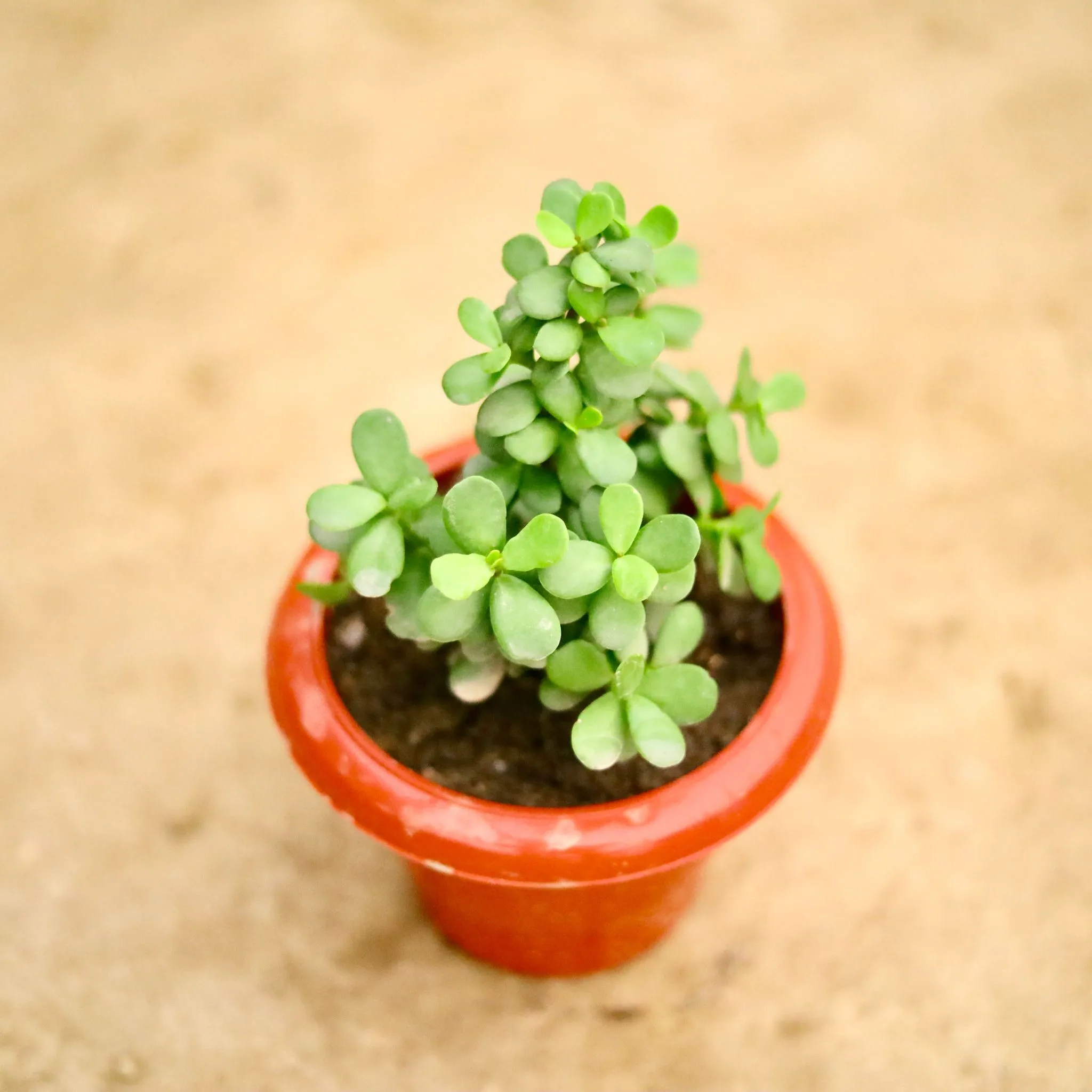 Jade in 6 Inch Classy Red Plastic Pot
