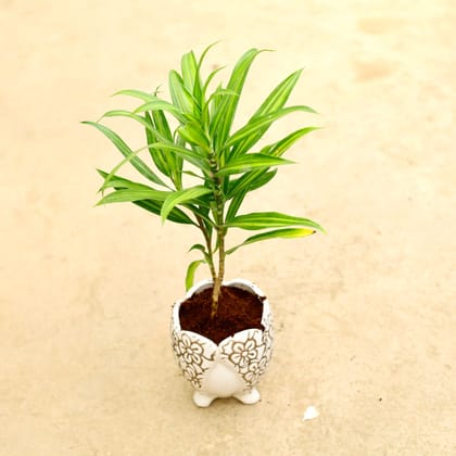 Buy Dracaena Messenger / Song of India Green in Inch 4 Inch Designer Leg Ceramic Pot (any colour & design) Online | Urvann.com
