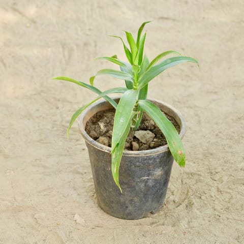 Dracaena Reflexa in 6 Inch Nursery Pot