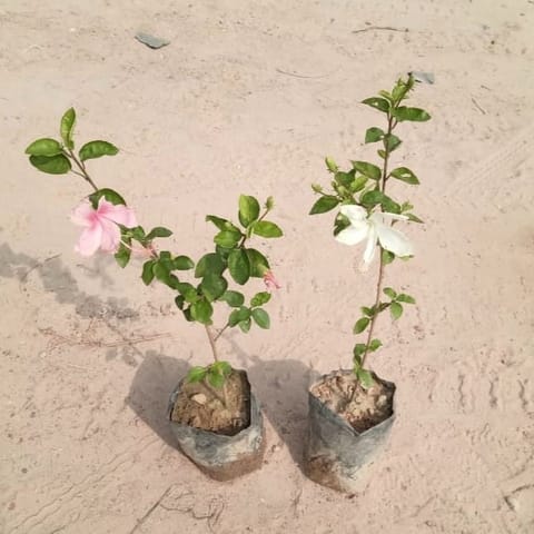 Set of 2 - Hibiscus / Gudhal (Pink & White) in 4 Inch Live Fresh Plant Nursery Bag in Sakinaka Mumbai