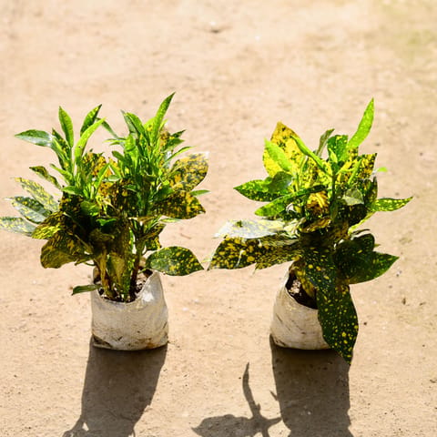 Set of 2 - Baby Croton in 4 Inch Nursery bag