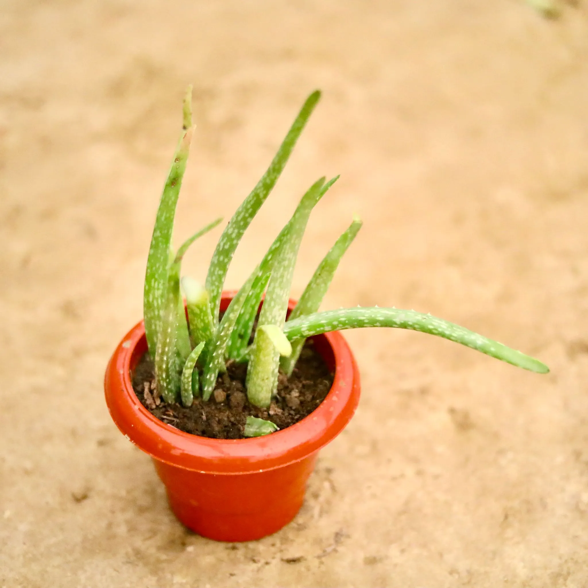 Aloe Vera in 6 Inch Classy Red Plastic Pot