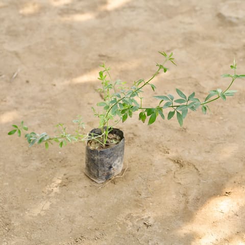 Chameli (Any Colour) in 4 Inch Nursery bag