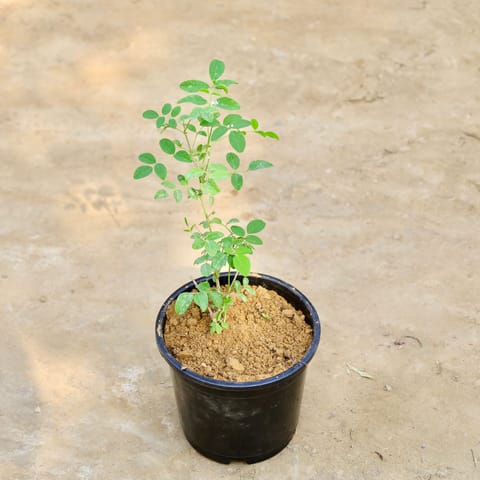Aprajita (any colour) in 6 Inch Nursery Pot