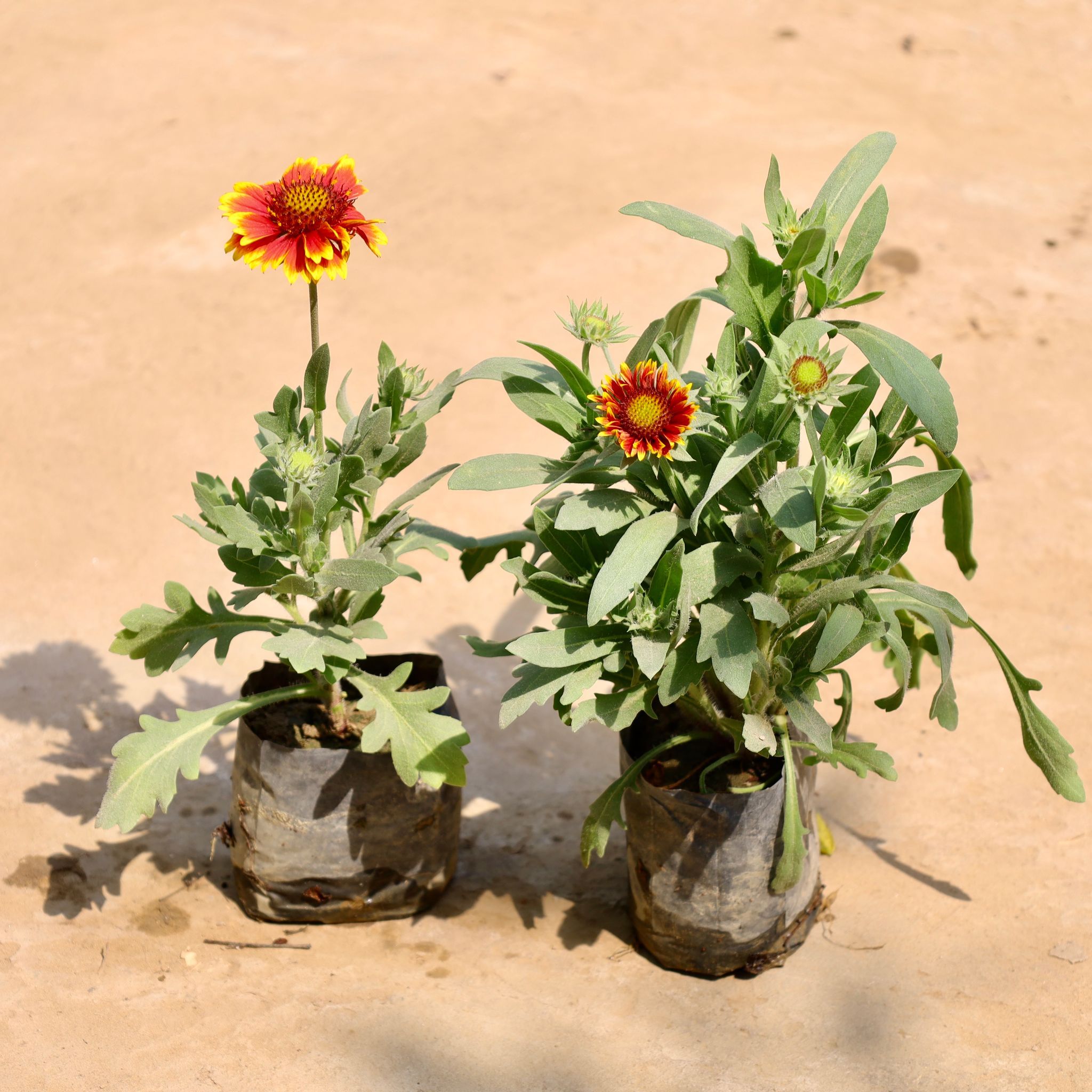Set of 2 - Gaillardia / Blanket Flower (Any Colour) in 4 Inch Nursery Bag