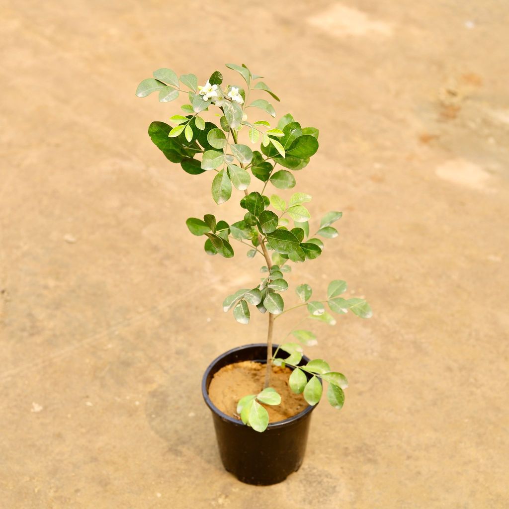 Buy Madhu Kamini (Any Colour) in 6 Inch Nursery Pot | Urvann.com Madhu Kamini (Any Colour) in 6 Inch Nursery Pot