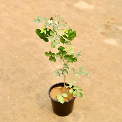 Buy Madhu Kamini (Any Colour) in 6 Inch Nursery Pot | Urvann.com