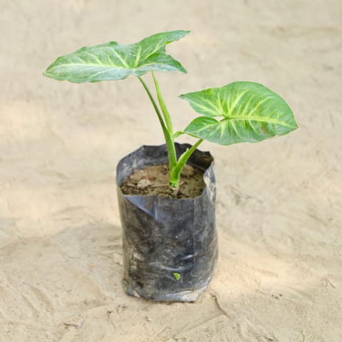 Syngonium  in 4 Inch Nursery bag