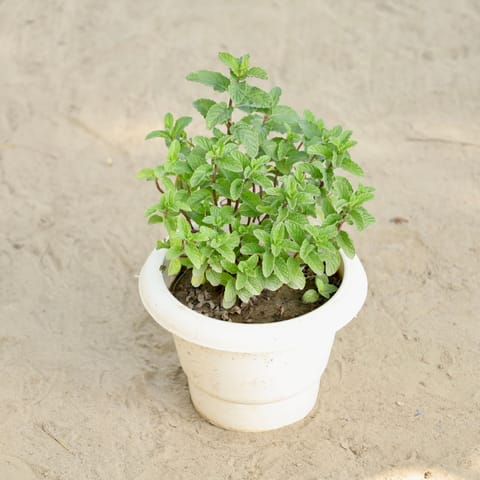 Mint / Pudina in 6 Inch Classy White Plastic Pot