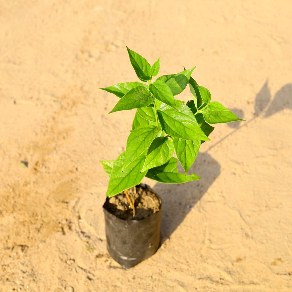 Harsingar / Parijat pune variety (~2 ft) in 5 Inch Nursery Bag