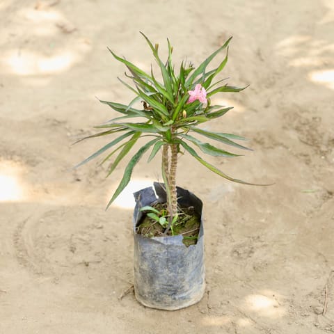 Ruellia / Mexican Petunia (Any Colour) in 4 Inch Nursery bag