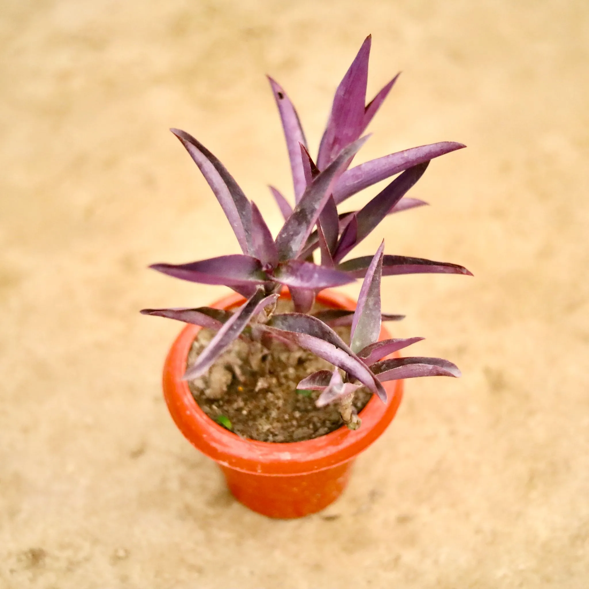 Purple Heart in 6 Inch Classy Red Plastic Pot