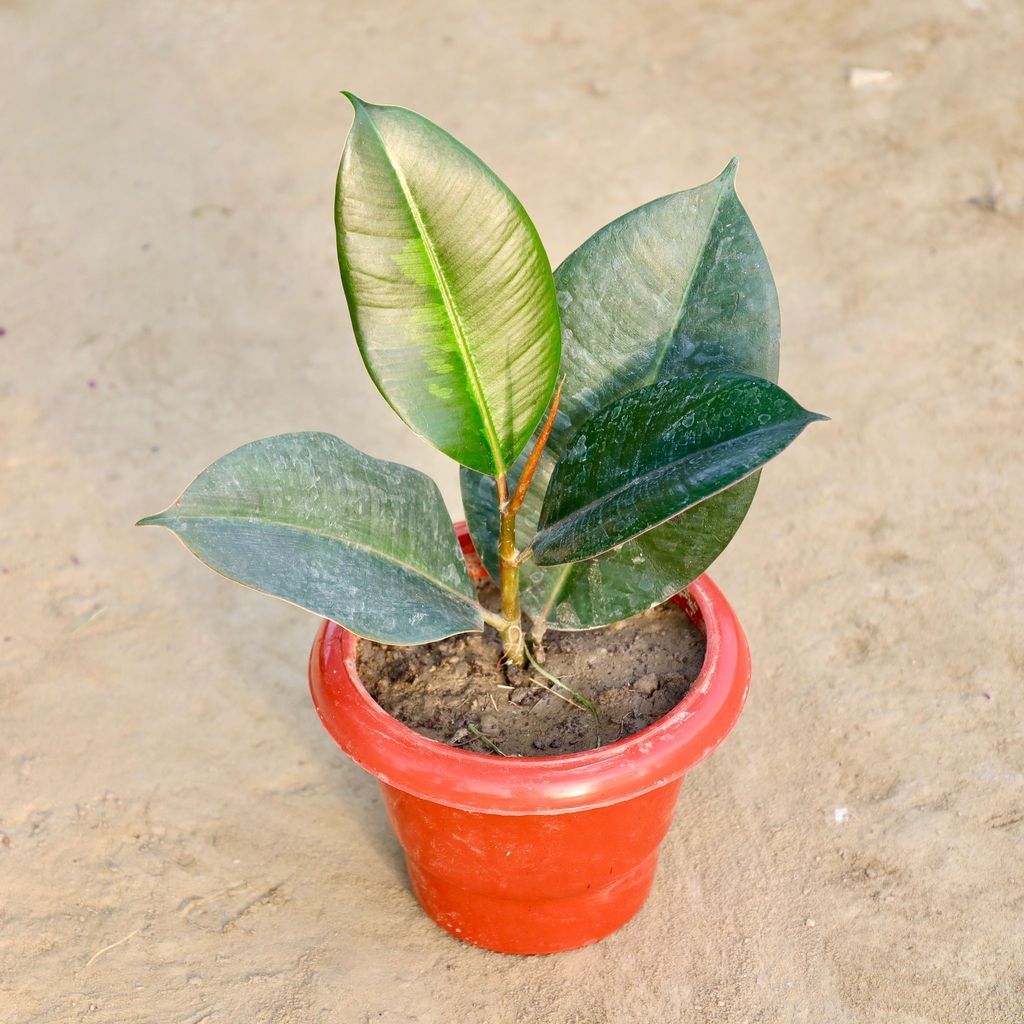 Buy Rubber Plant in 6 Inch Red Classy Plastic Pot Online | Urvann.com Rubber Plant in 6 Inch Red Classy Plastic Pot
