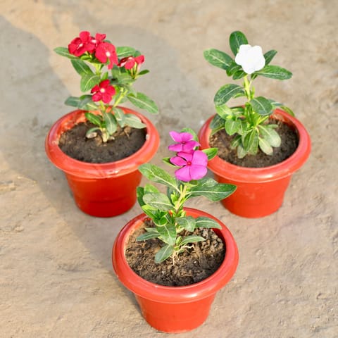 Set of 3 - Vinca / Periwinkle / Sadabahar (Any Colour) in 6 Inch Red Classy Plastic Pot