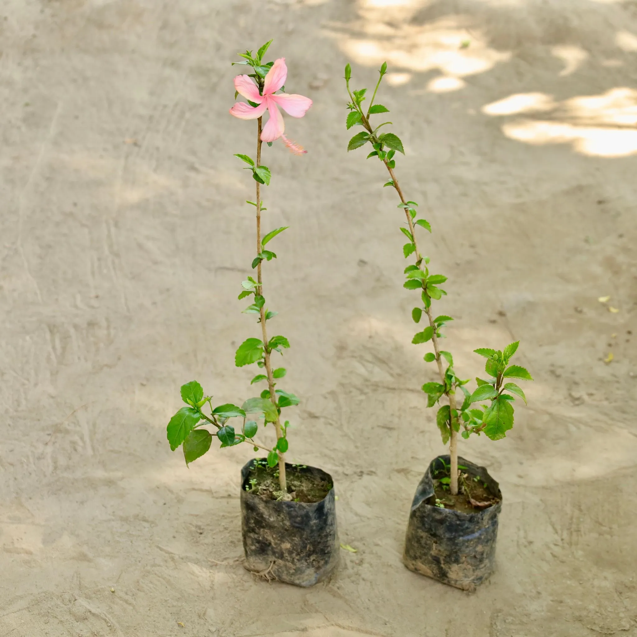 Set of 2 -Hibiscus / Gudhal (Any Colour) in 4 Inch Nursery bag