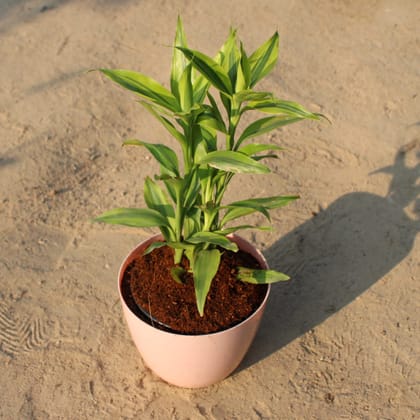 Buy Golden Lucky Bamboo in 6 Inch Beige Premium Orchid Round Plastic Pot Online | Urvann.com