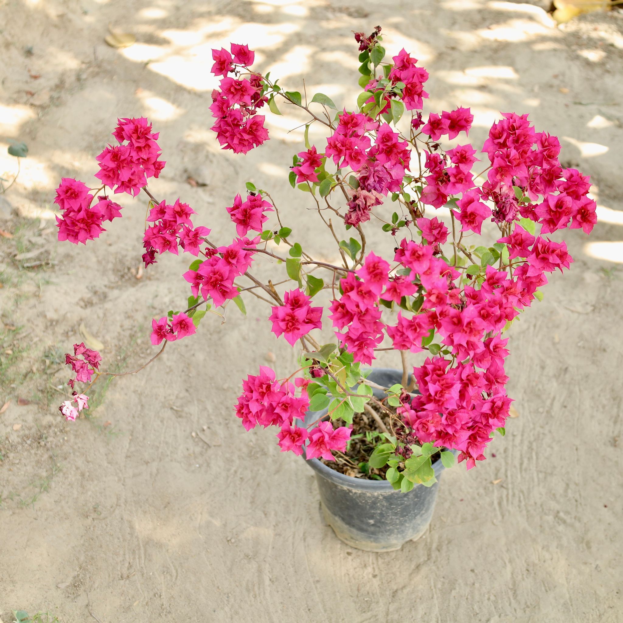 Bougainvillea (Any Colour) in 10 Inch Nursery Pot