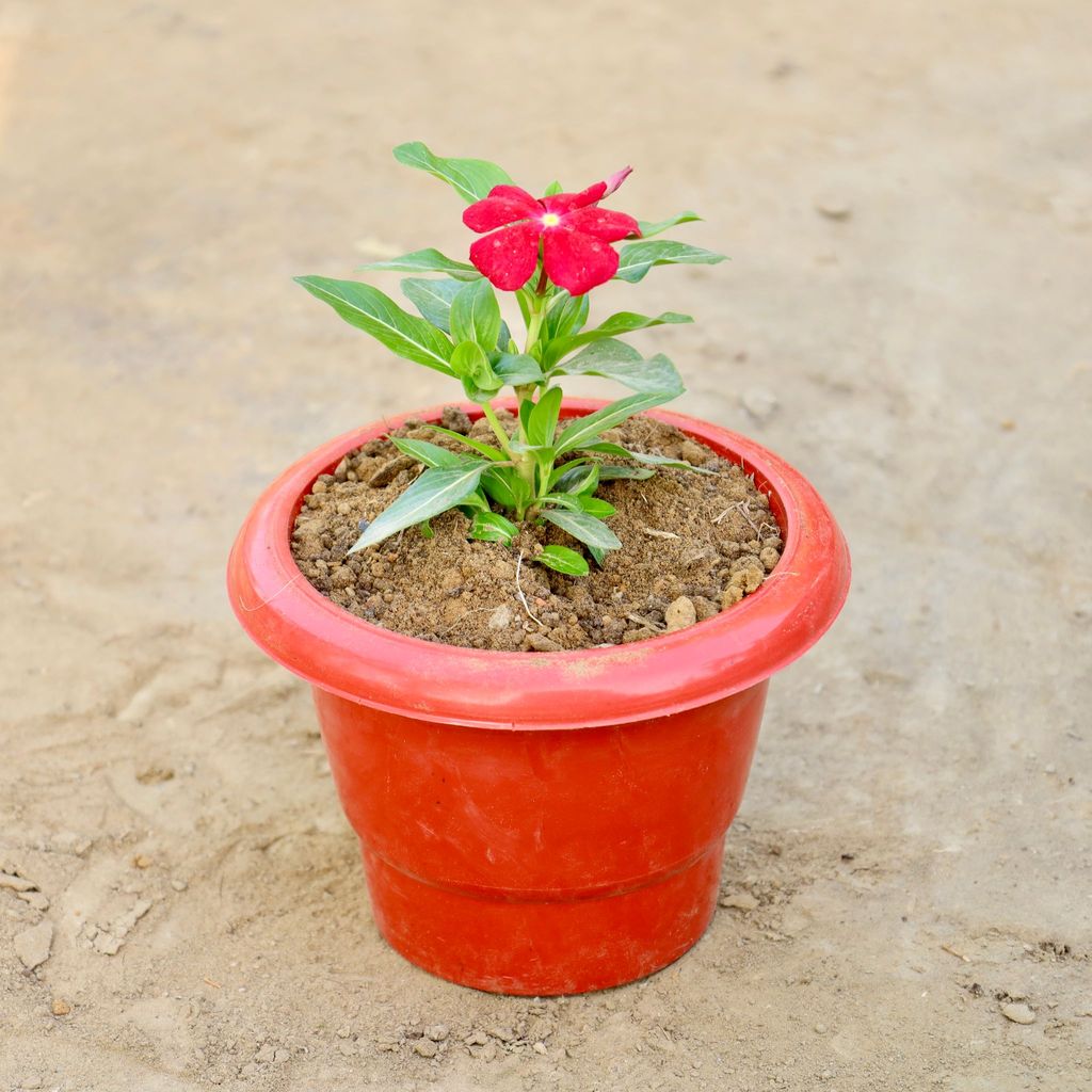 Buy Vinca / Periwinkle / Sadabahar (Any Colour) in 6 Inch Red Classy Plastic Pot Online | Urvann.com Vinca / Periwinkle / Sadabahar (Any Colour) in 6 Inch Red Classy Plastic Pot