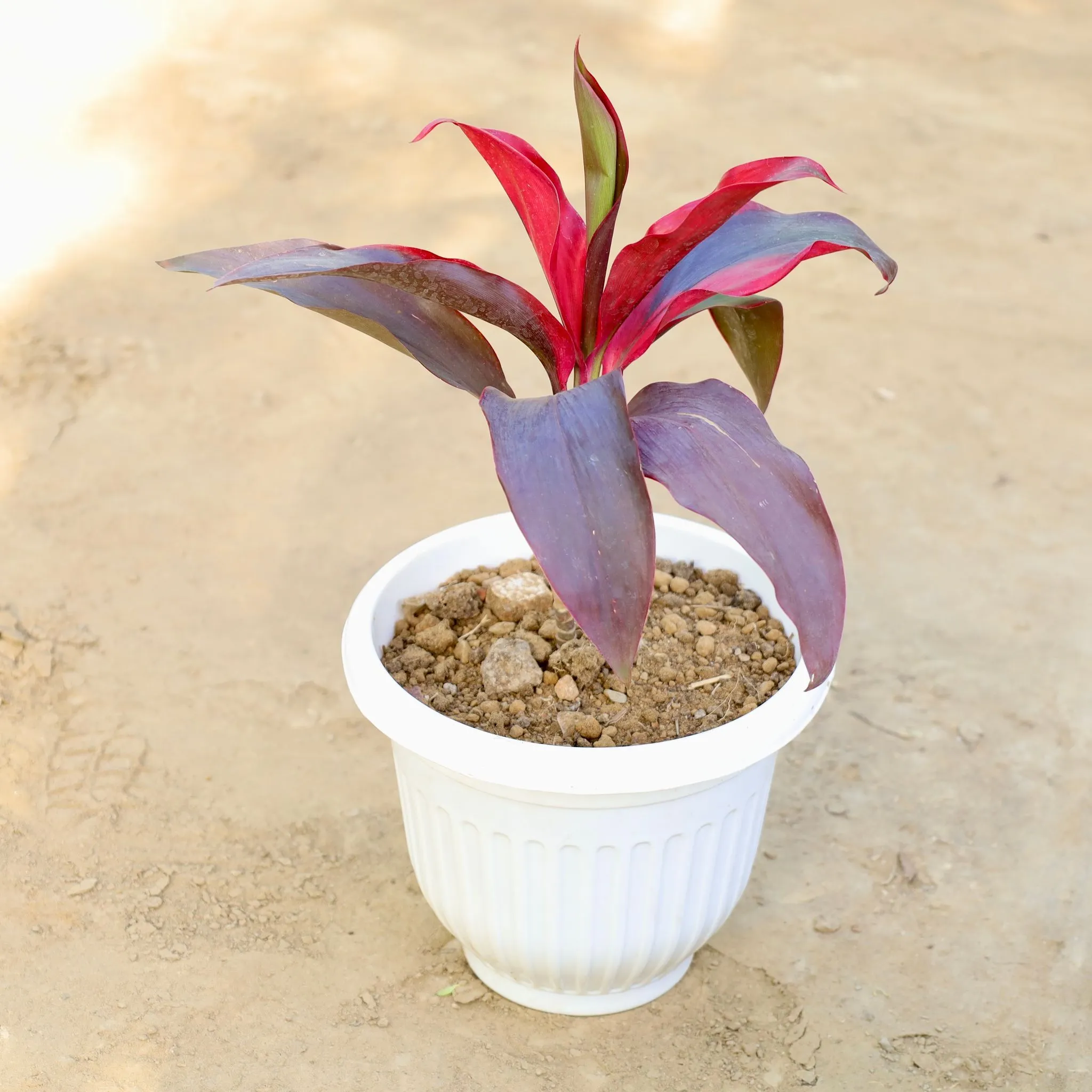 Dracaena Rosea (1 Ft) in 8 Inch White Olive Plastic Pot