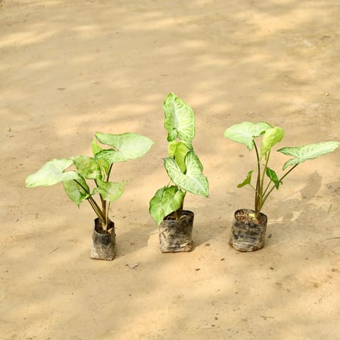 Set of 3 - Syngonium Arrowhead in 4 Inch Nursery Bag
