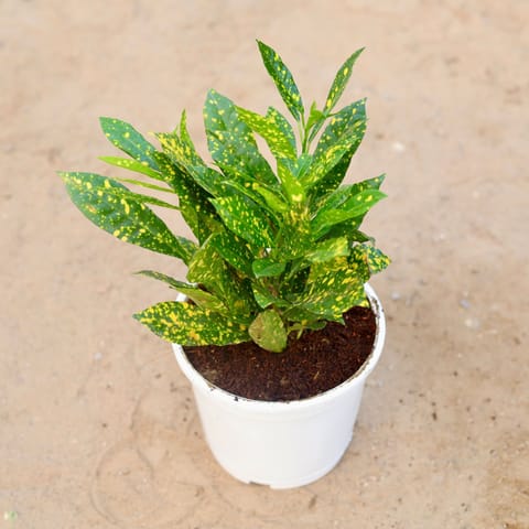 Baby Croton in 6 Inch White Nursery Pot