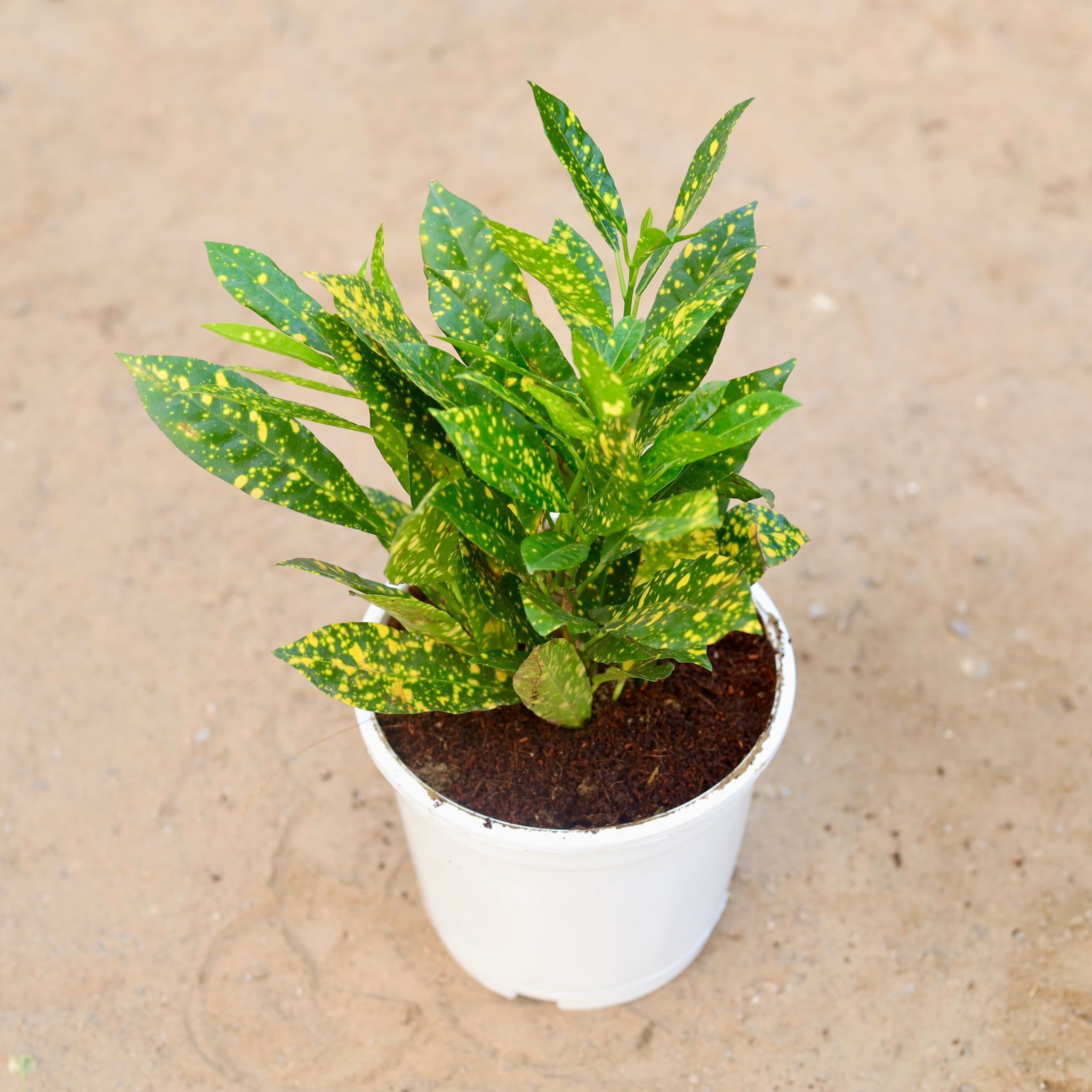 Baby Croton in 6 Inch White Nursery Pot