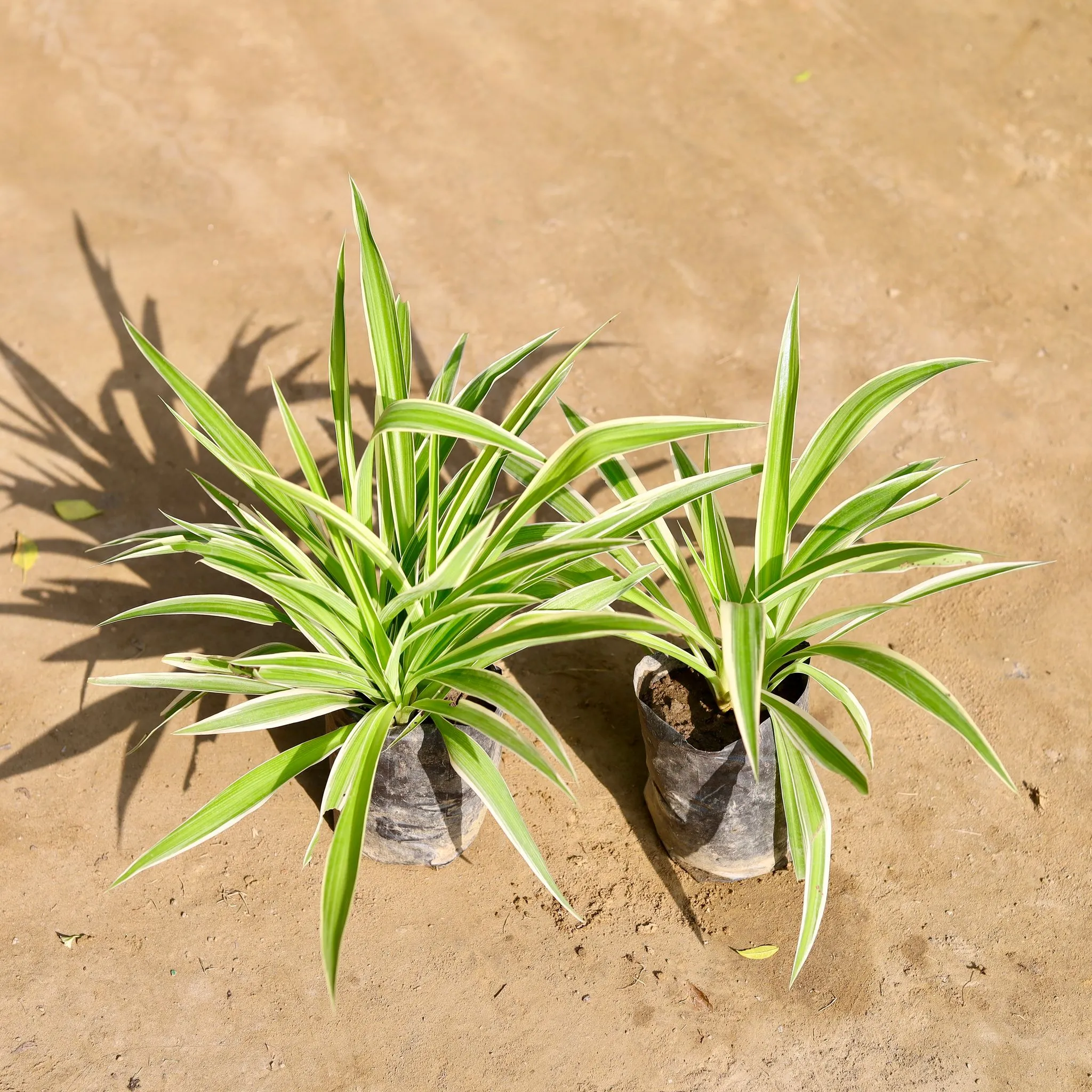 Set of 2 - Spider Plants in 4 Inch Nursery bag