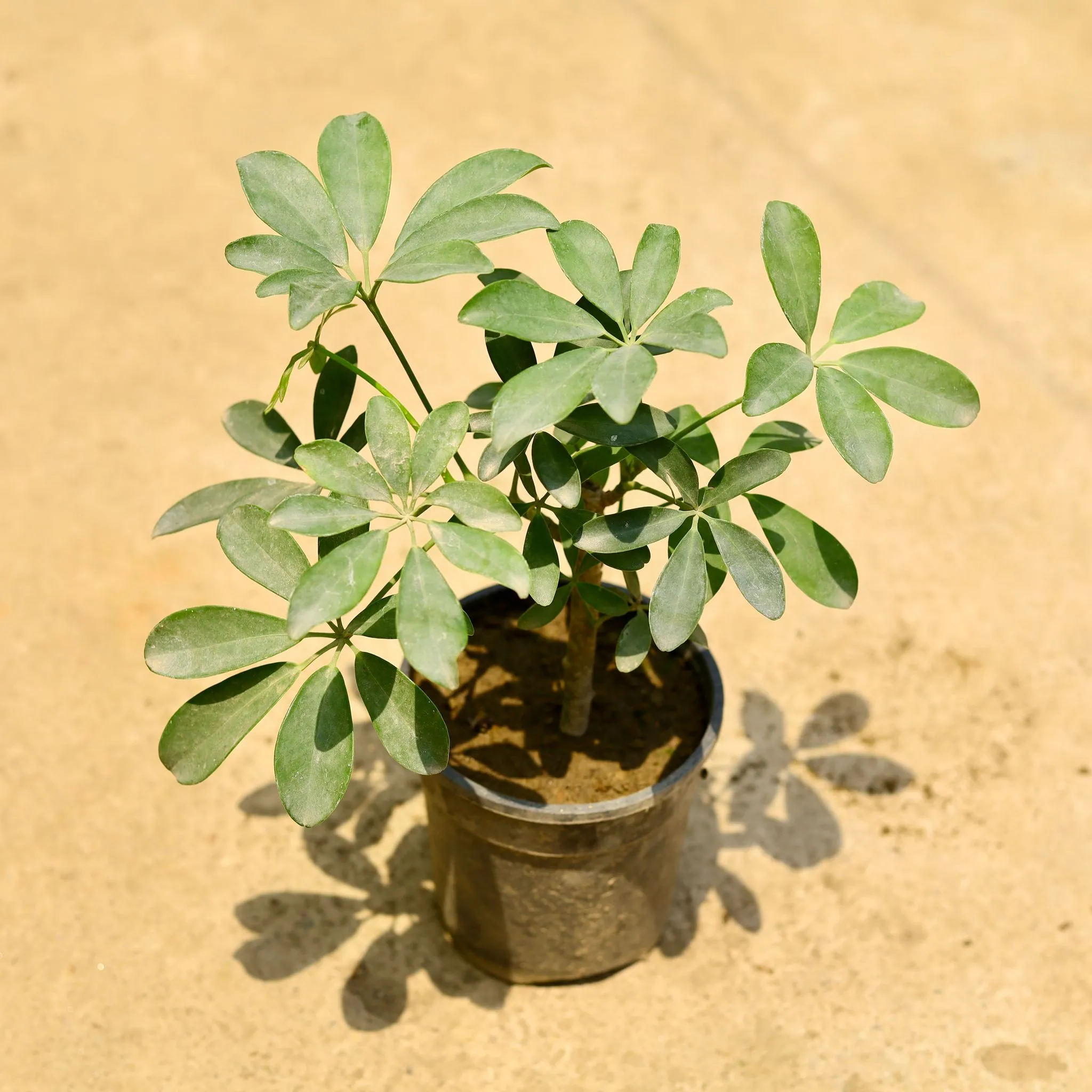 Schefflera green in 8 Inch Nursery Pot