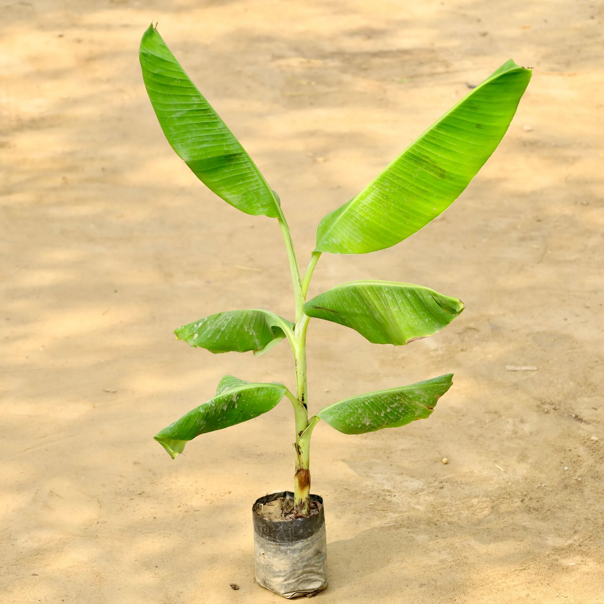 Banana Plant in 7 Inch Nursery Bag