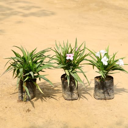 Buy Set of 3 - Ruellia (Any Colour) in 4 Inch Nursery Bag Online | Urvann.com