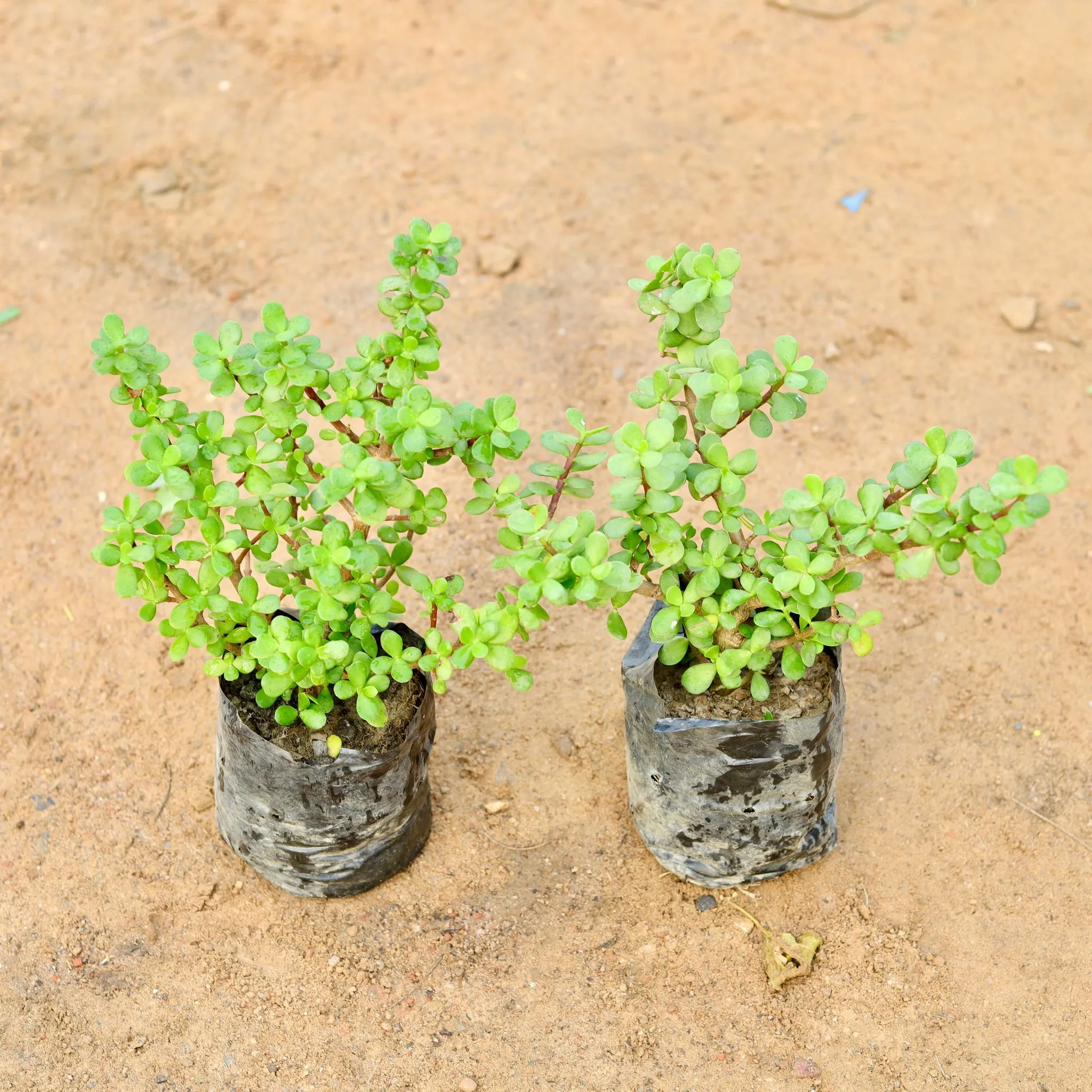 Set of 2 - Lucky Jade Plants in 4 Inch Nursery Bag
