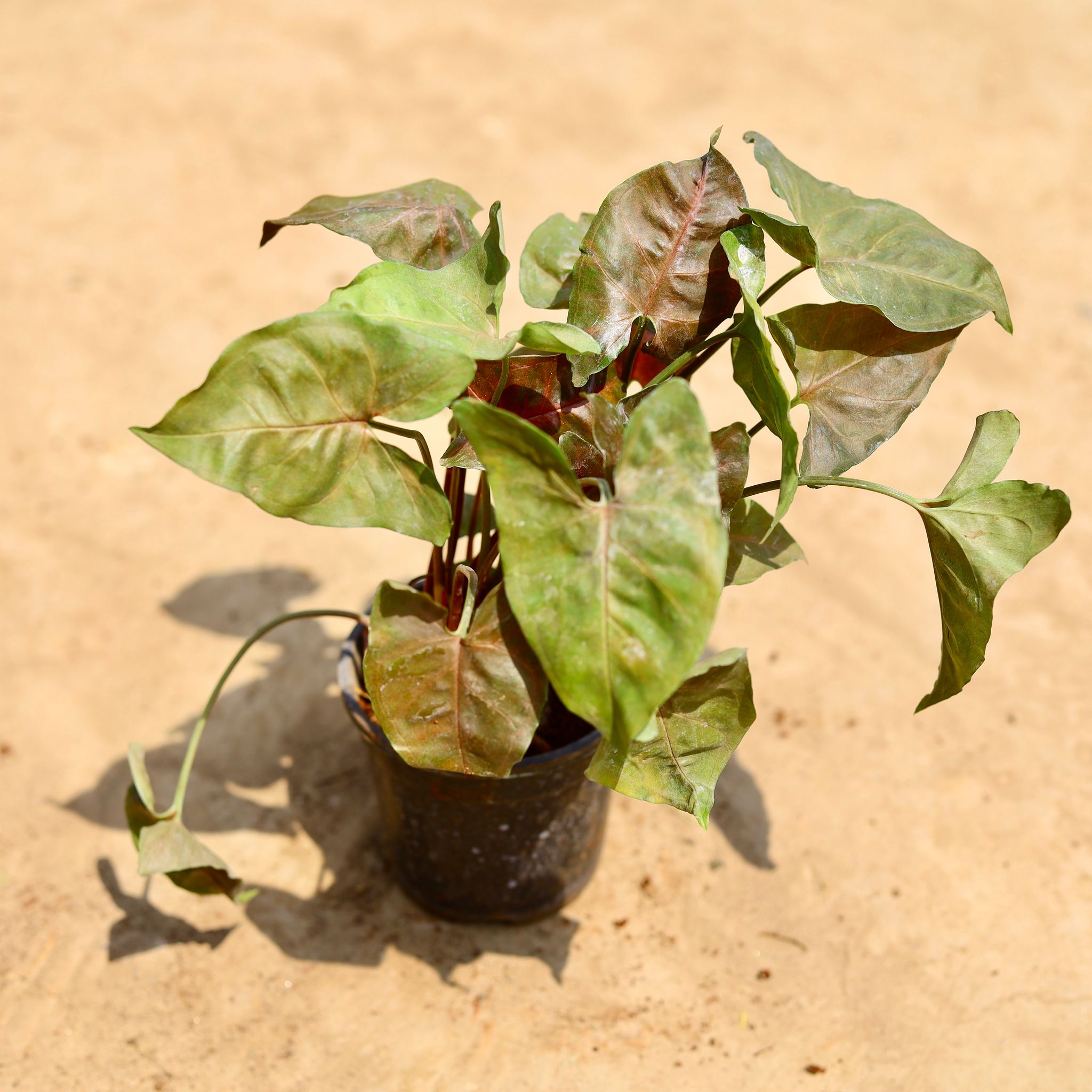 Syngonium Brown in 6 inch Nursery pot