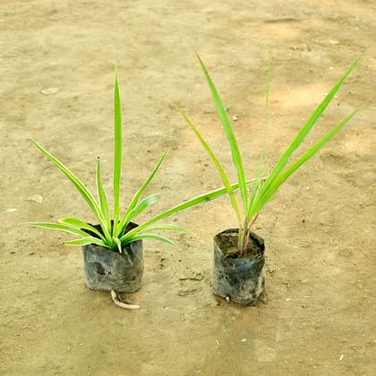 Buy Set of 2 - Lemon Grass & Spider in 4 Inch Nursery bag Online | Urvann.com
