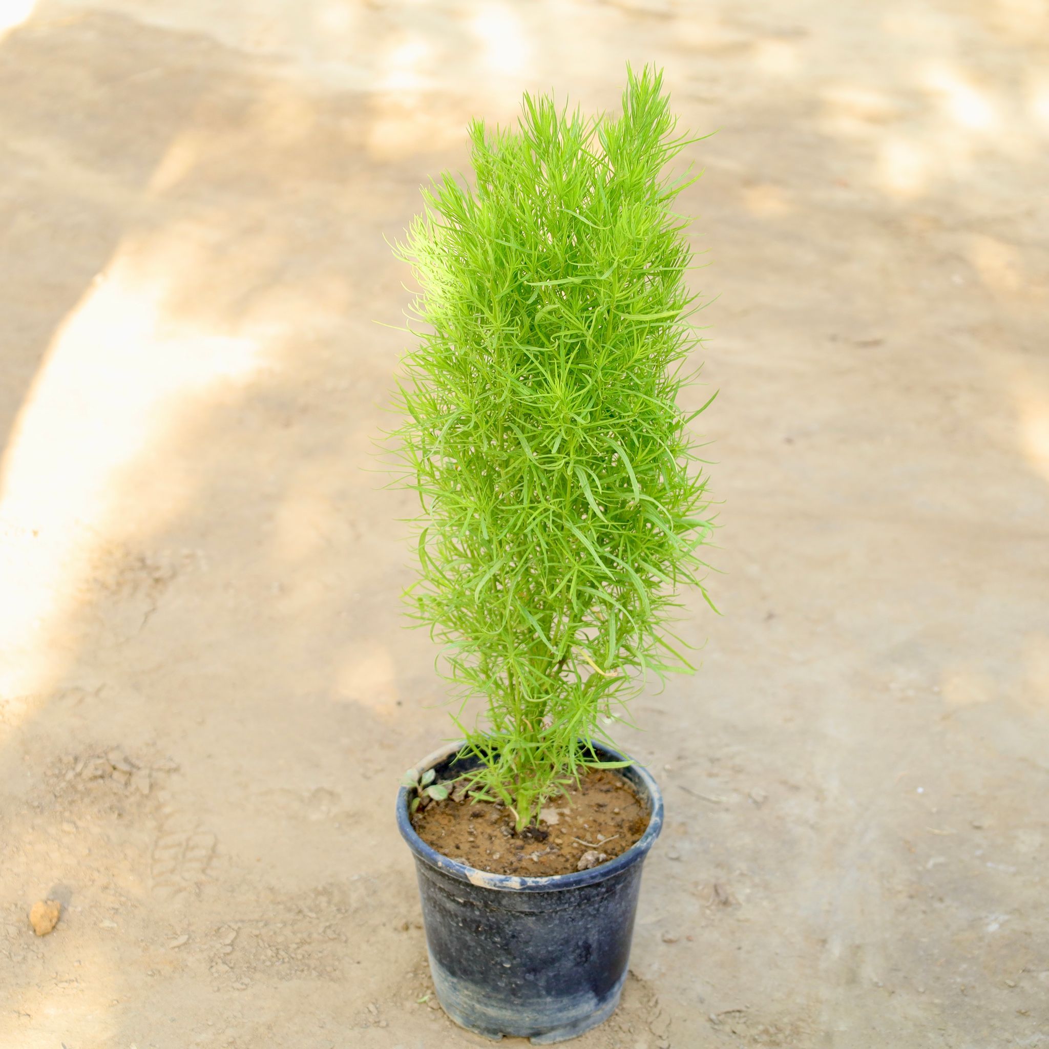 Kochia in 6 Inch Nursery Pot