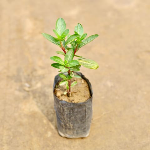 Periwinkle / Sadabahar / Vinca (Any Colour) in 4 Inch Nursery bag
