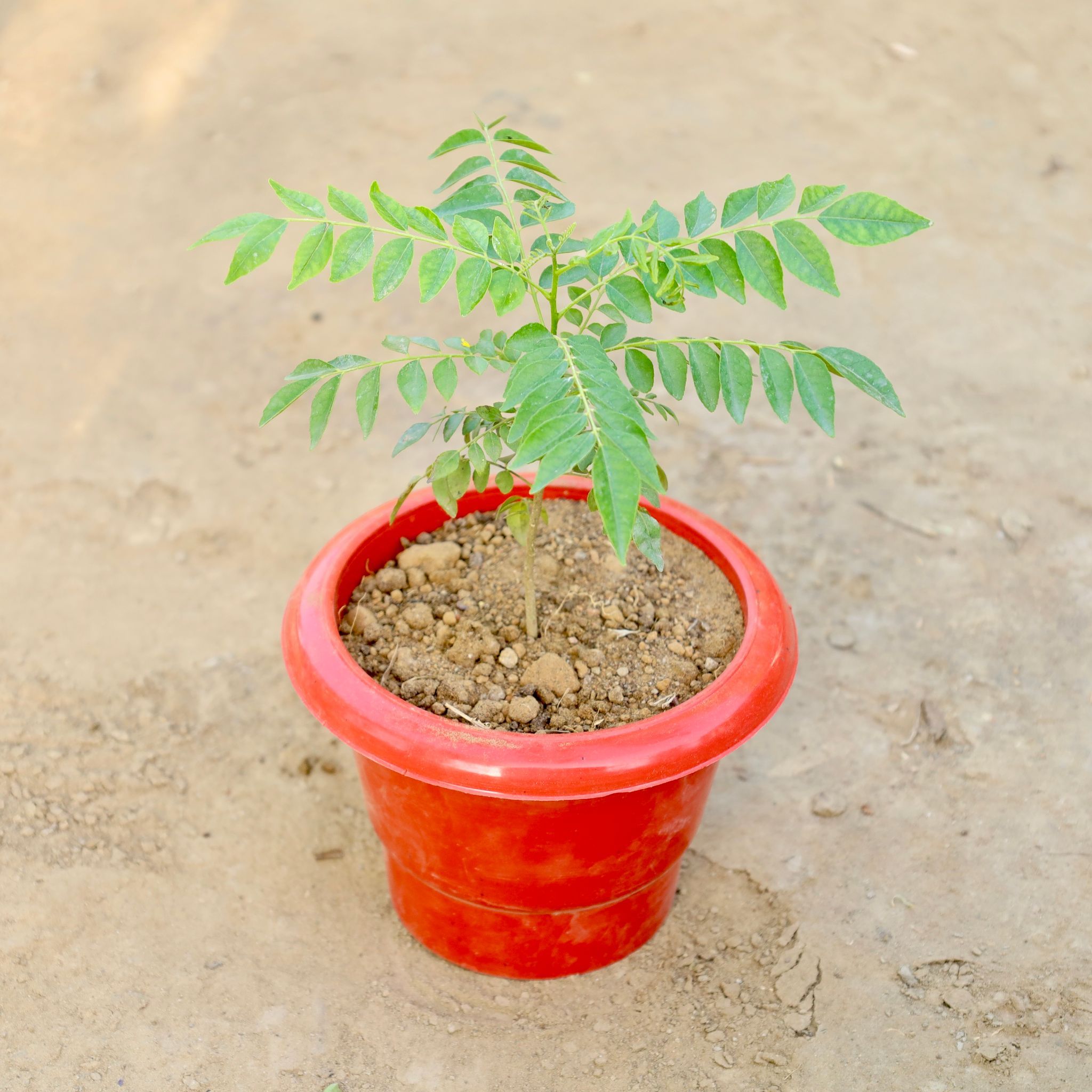 Curry Patta in 6 Inch Red Classy Plastic Pot