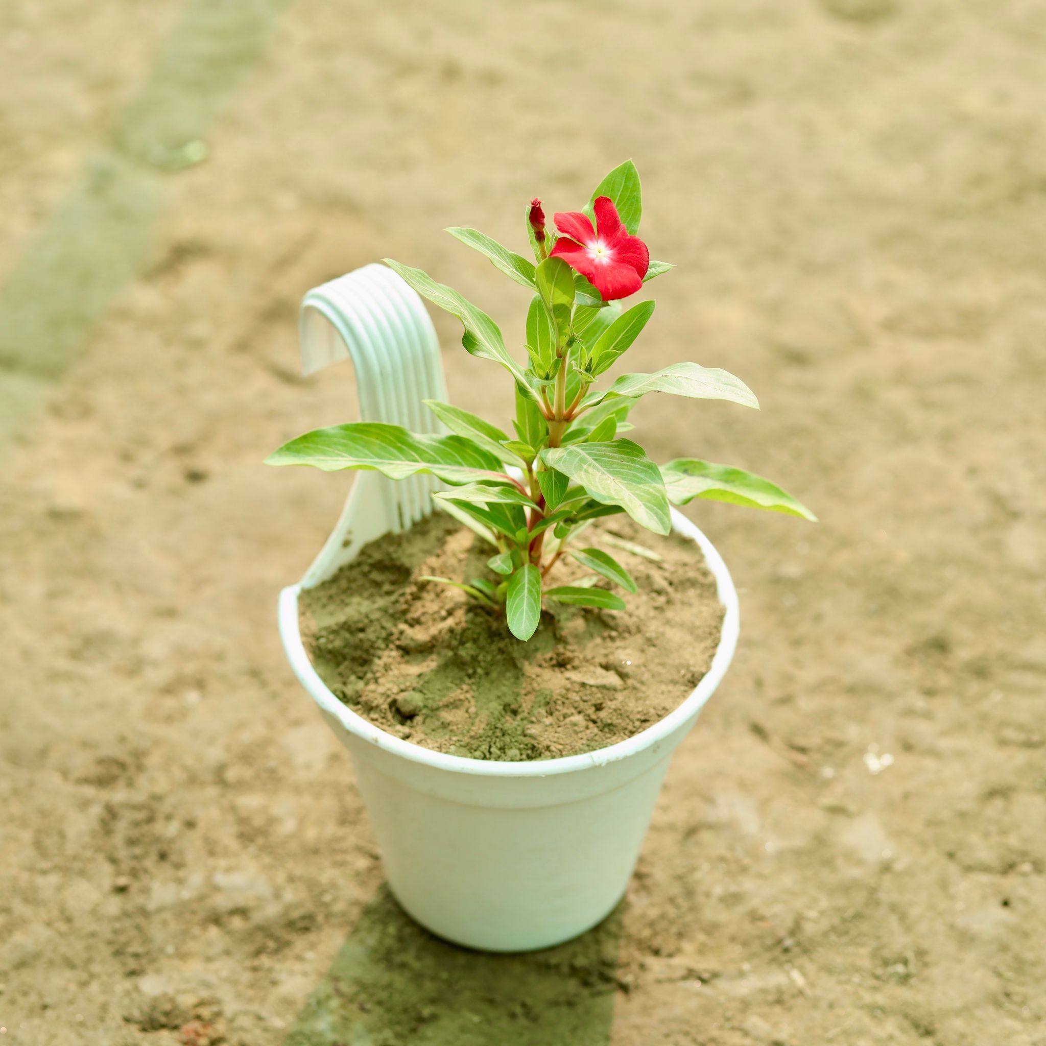 Periwinkle / Sadabahar / Vinca (any colour) in 6 Inch White Single Hook Hanging Plastic Pot