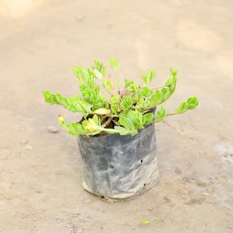 Kulfa / Moss Rose / Common Purslane (Any Colour) in 4 Inch Nursery bag