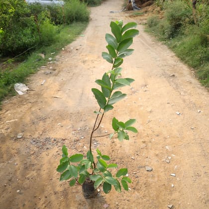 Buy Amrood / Guava (4 - 5 Ft) in 10 Inch Nursery Bag Online | Urvann.com