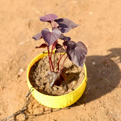 Buy Sweet Potato Vine / Ipomoea Black in 6 Inch Hanging Basket (any colour) Online | Urvann.com