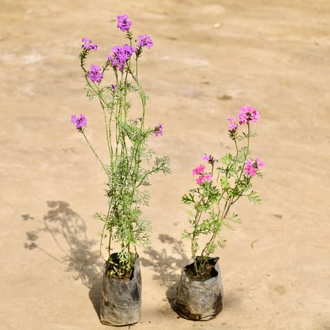 Set of 2 - Verbena (Any Colour) in 4 Inch Nursery Bag