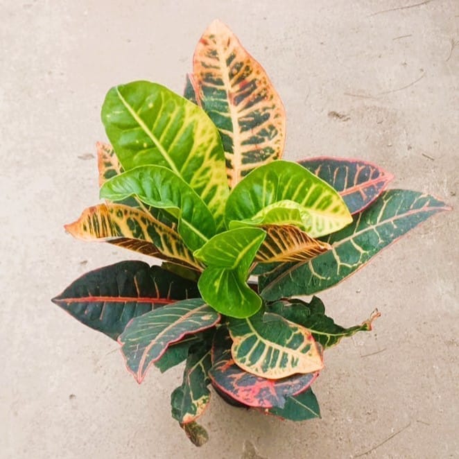 Croton Petra in 7 Inch Nursery Pot
